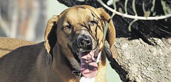 El Jerry, un dels exemplars que es poden adoptar a Caldes Animal