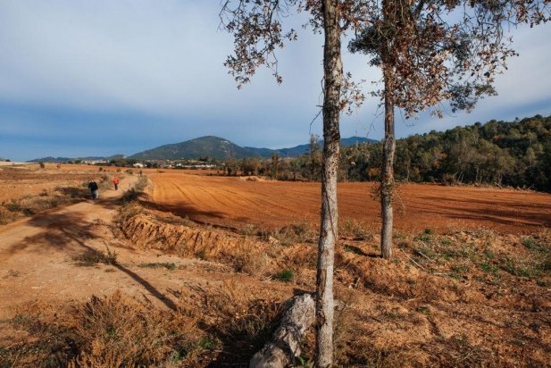 Espais de la zona de Can Casamada que eren boscos abans de les ventades i que ara han esdevinguts conreus_617x412