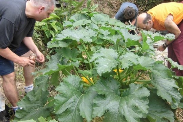Recollint els carbassons de l'estiu_617x412