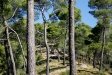 Imatge d'arxiu d'unes vistes dels boscos dels voltants de Castellar