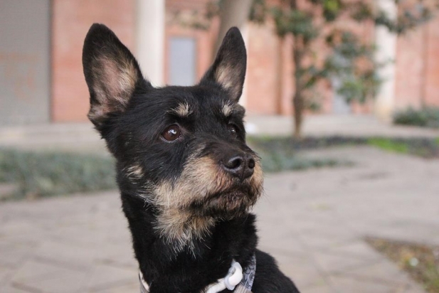 blacky_617x412
