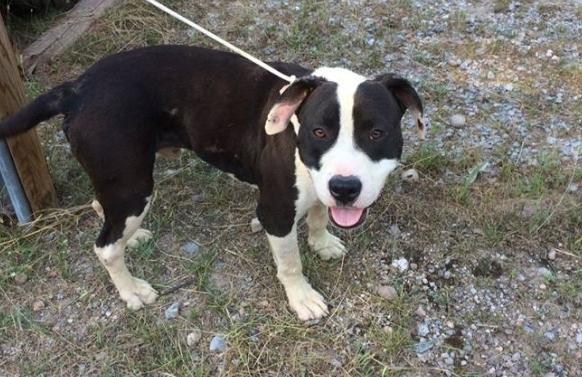 En Titan va arribar el juliol passat a la protectora i està en adopció