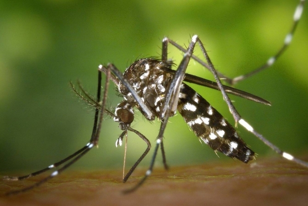 10 mosquit_617x412