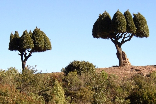 22. Alzines del parany del Boter_617x412