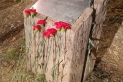 Clavells al monòlit dedicat a Lluís Companys