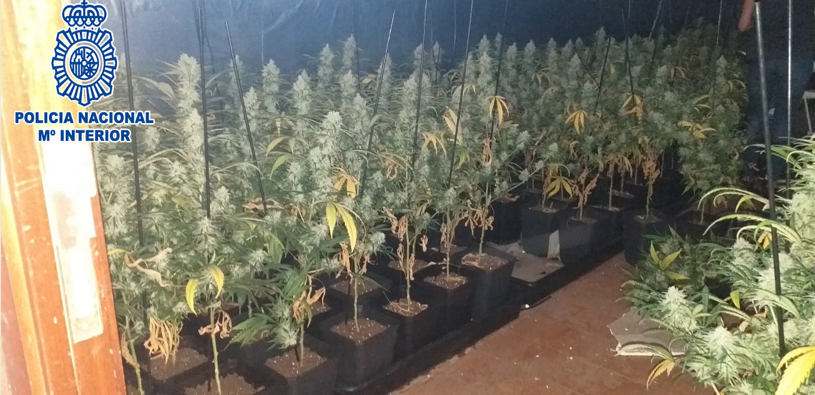 Plantes comissades per la policia nacional a un domicili de l'Airesol