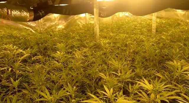Una plantació de marihuana