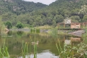 Ànecs a l'estany per a la conservació de plantes autòctones, al Viver Tres Turons