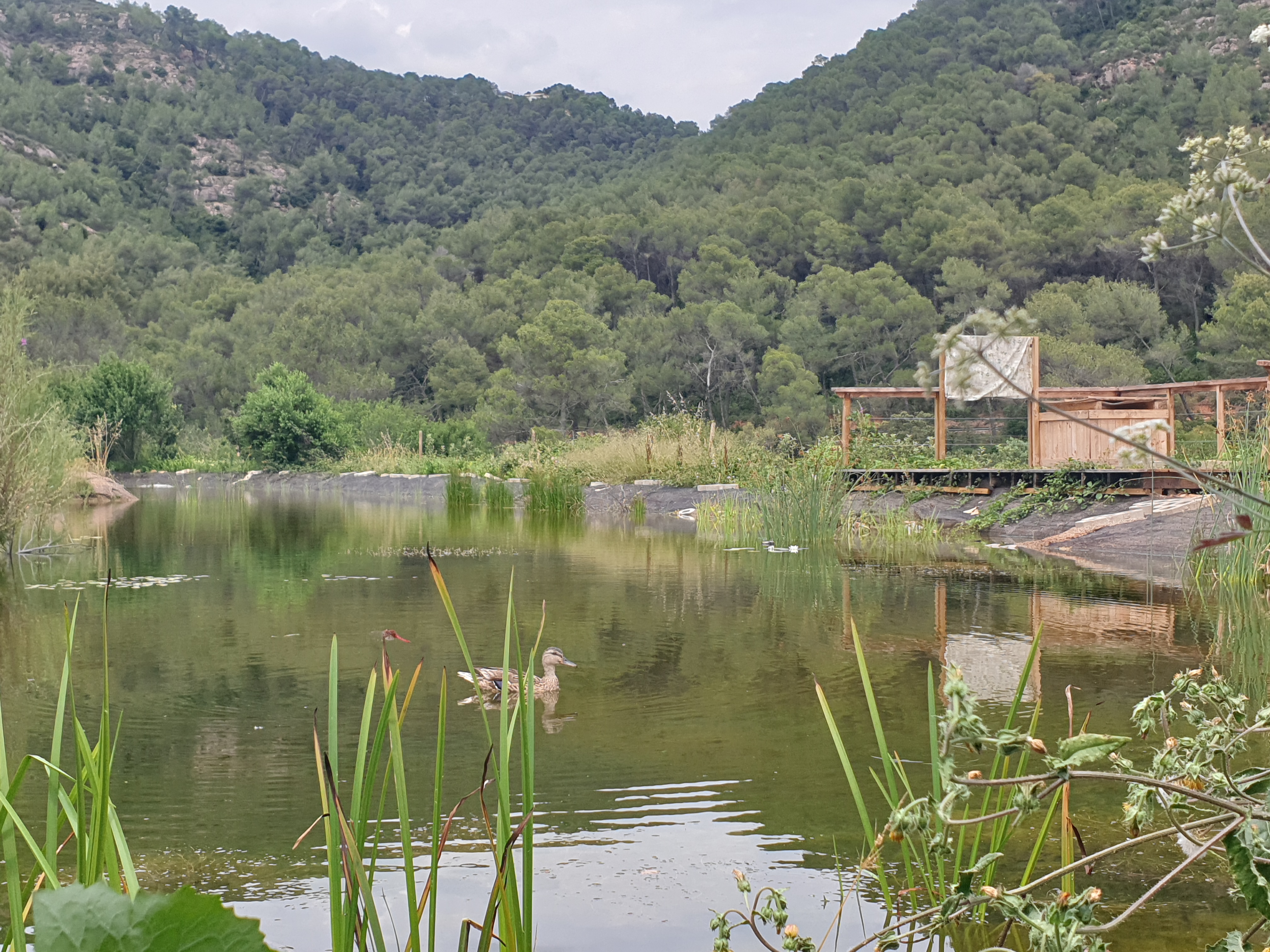 Ànecs a l'estany per a la conservació de plantes autòctones, al Viver Tres Turons. || C. P.