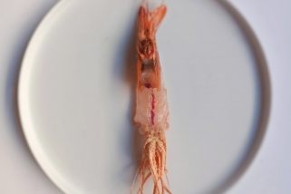La gamba