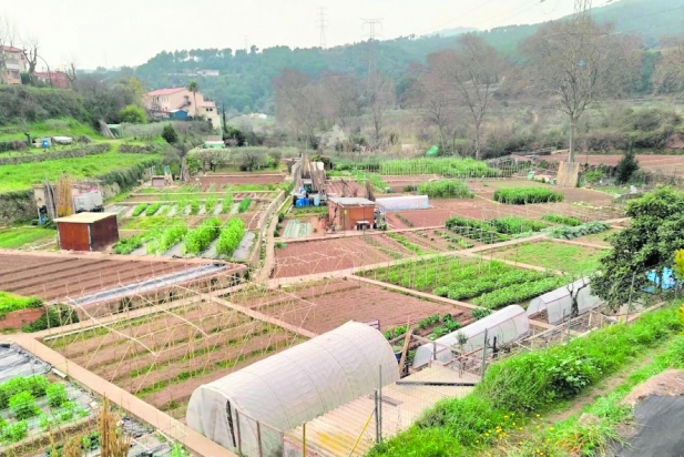 Zona d’horts del Brunet on es conreen calçots || Cedida