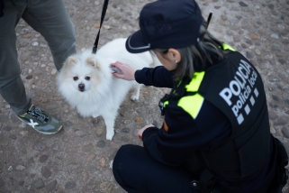 Una agent comprova el xip d’una mascota d’un veí de Castellar del Vallès || Q. Pascual