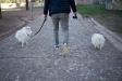 Un propietari passeja els seus dos gossos per un parc de Castellar