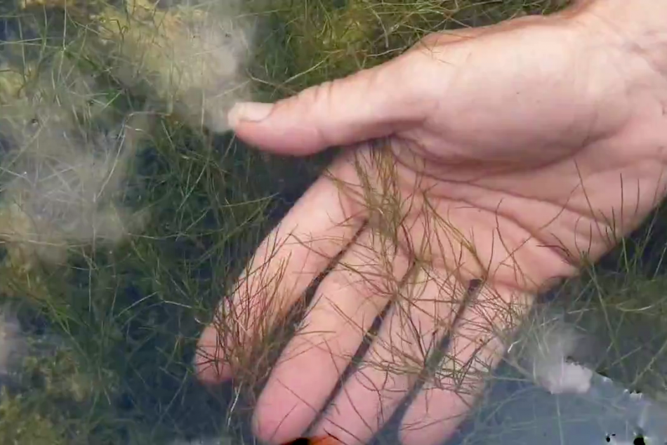 herb 1_950x634