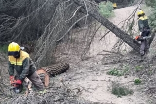 Membres de l'ADF de Castellar retirant un arbre a la pista que puja a Mont-rodon / Cedida