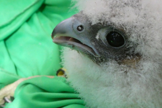falco cria dintre_617x412