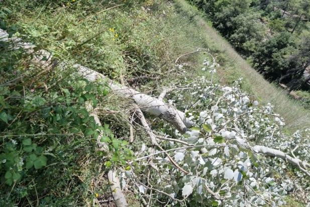 L'arbre que van haver de retirar els ADF | Cedida