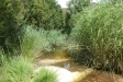 El riu Ripoll al seu pas per Castellar del Vallès, dins del parc natural. || Diputació