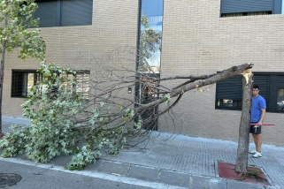 Un arbre trencat al carrer Arbreda.