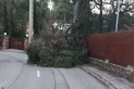 Un dels arbres caiguts aquest matí a Sant Feliu del Racó. || CEDIDA