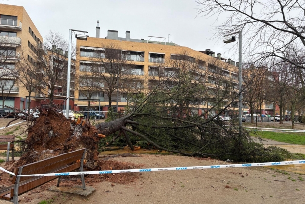Un arbre caigut a la plaça de la Fàbrica Nova | J.Guerrero Un arbre caigut a la plaça de la Fàbrica Nova | J.Guerrero