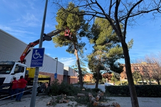 Dissabte encara s’havien de talar arbres afectats, com a la plaça de la Fàbrica Nova. ||  Cedida