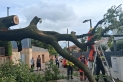 La pluja intensa va tombar un arbre al passatge de la Virreina, a la zona dels Fruiters - AJ CASTELLAR