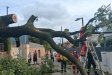 La pluja intensa va tombar un arbre al passatge de la Virreina, a la zona dels Fruiters - AJ CASTELLAR