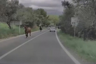 Els cavalls cavalcant per la C1415a en direcció a Castellar